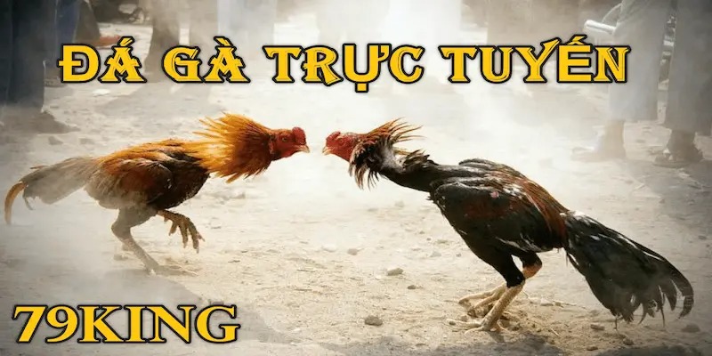 Sơ lược về đá gà 79KING