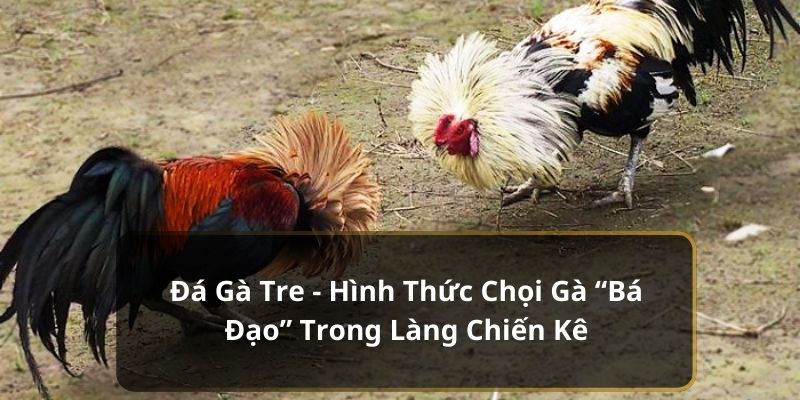 Những ưu điểm khi xem trực tiếp đá gà tre tại 79KING