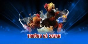 Giới thiệu về trường gà Savan