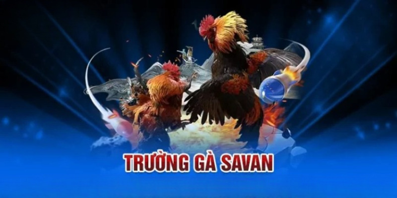 Giới thiệu về trường gà Savan