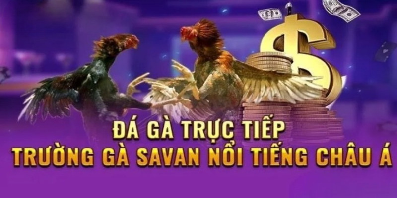 Theo dõi trực tuyến trường gà Savan qua trang chủ 79KING